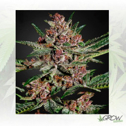 Bubba Kush Green House Seeds® - 3 Seeds