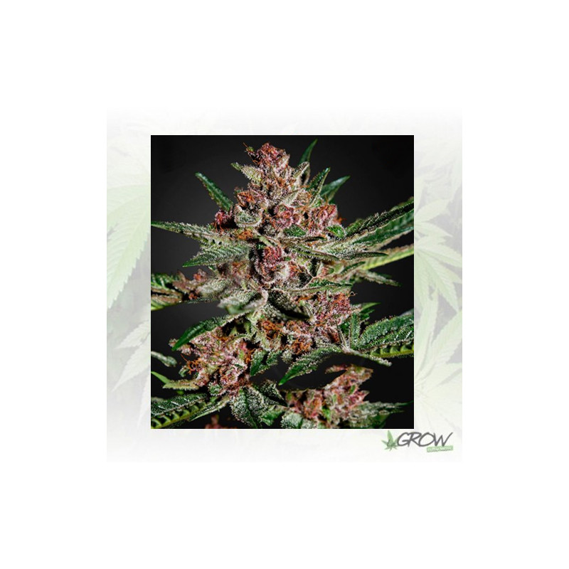 Bubba Kush Green House Seeds® - 3 Seeds