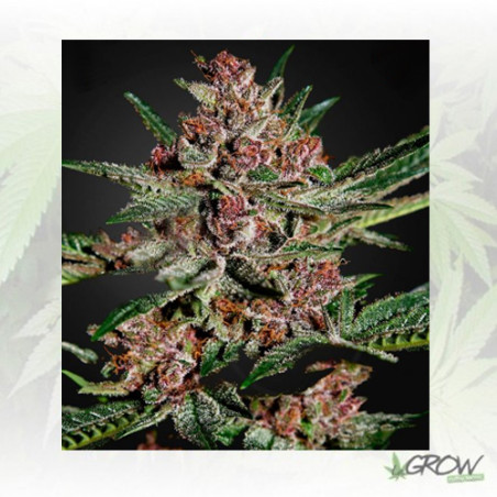 Bubba Kush Green House Seeds® - 3 Seeds