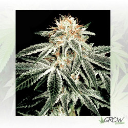 White Widow Green House Seeds® - 3 Seeds