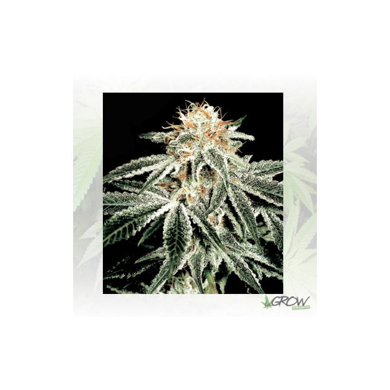 White Widow Green House Seeds® - 3 Seeds