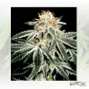White Widow Green House Seeds® - 3 Seeds
