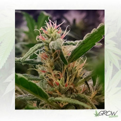 California Orange Dutch Passion - 5 Seeds
