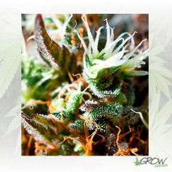 Lemon Ice 2.0 Ripper Seeds - 3 Seeds