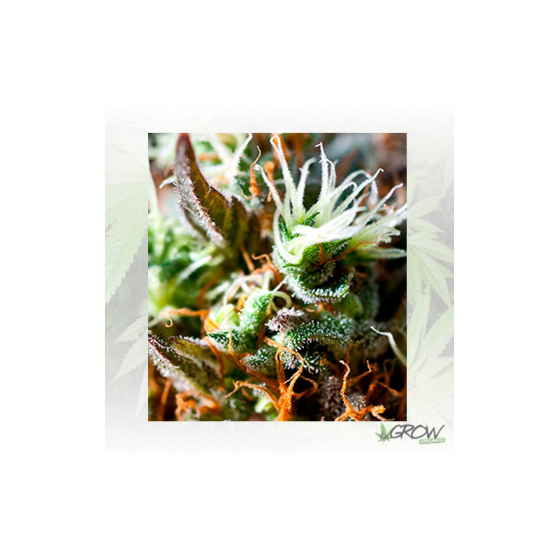 Lemon Ice 2.0 Ripper Seeds - 3 Seeds