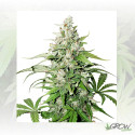 Auto Cinderella Jack® Dutch Passion - 7 Seeds