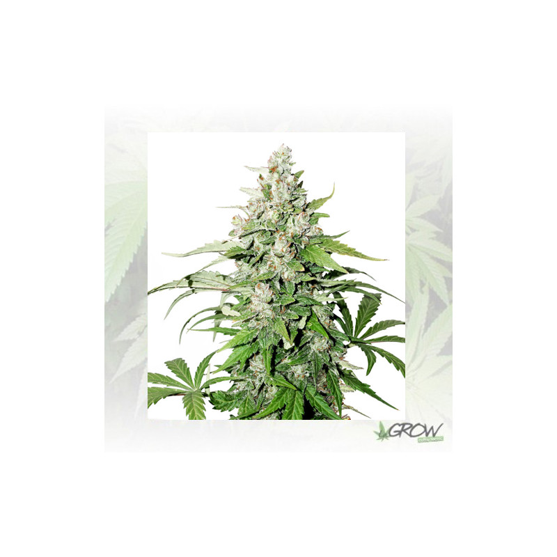 Auto Cinderella Jack® Dutch Passion - 7 Seeds