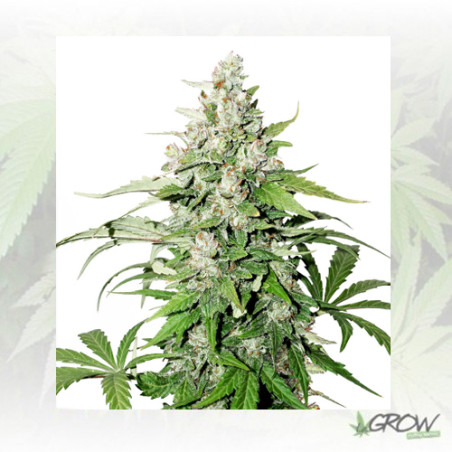 Auto Cinderella Jack® Dutch Passion - 7 Seeds