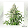 Auto Cinderella Jack® Dutch Passion - 7 Seeds