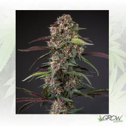 Auto Blackberry Kush® Dutch Passion - 7 Seeds