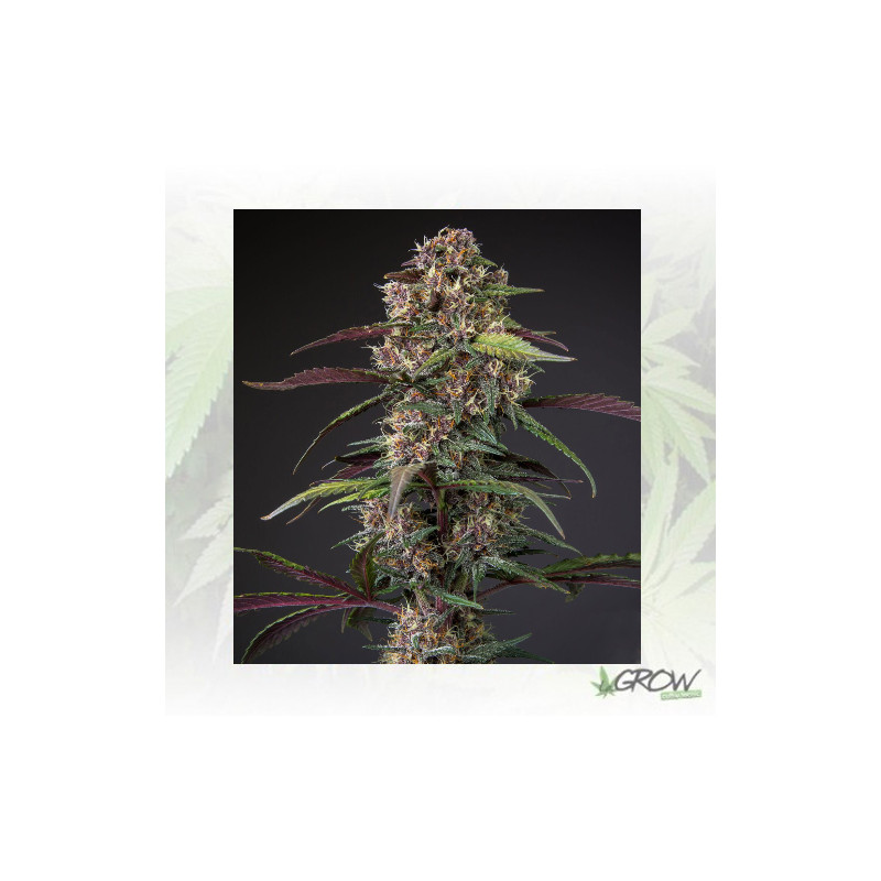 Auto Blackberry Kush® Dutch Passion - 7 Seeds