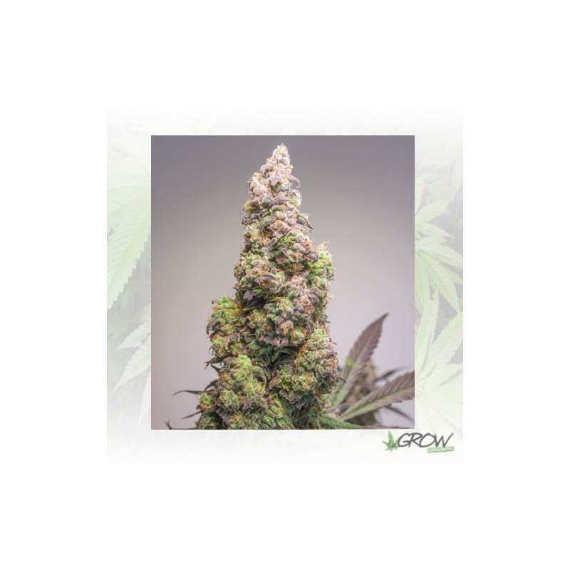 Auto Colorado Cookies® Dutch Passion - 3 Seeds