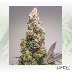 Auto Colorado Cookies® Dutch Passion - 7 Seeds