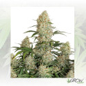 Auto Critical OrangePunch® Dutch Passion - 7 Seeds