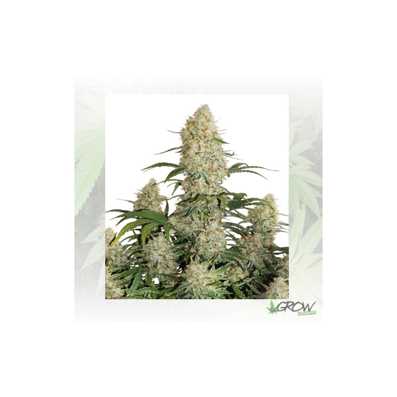 Auto Critical OrangePunch® Dutch Passion - 7 Seeds