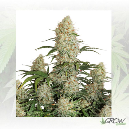 Auto Critical OrangePunch® Dutch Passion - 7 Seeds