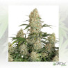 Auto Critical OrangePunch® Dutch Passion - 7 Seeds