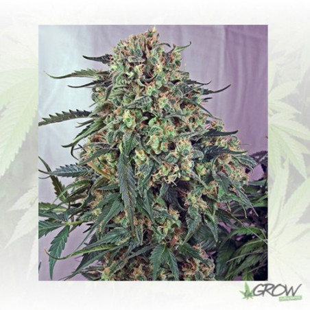 Caramelice Positronics - 3 Seeds