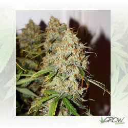 Auto Brooklyn Sunrise® Dutch Passion - 7 Seeds
