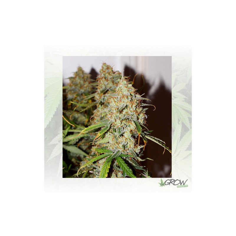 Auto Brooklyn Sunrise® Dutch Passion - 7 Seeds