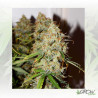 Auto Brooklyn Sunrise® Dutch Passion - 7 Seeds