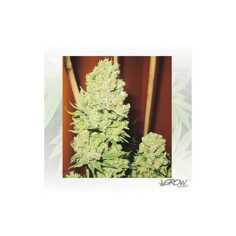 Channel + Medical Seeds - 3 Seeds