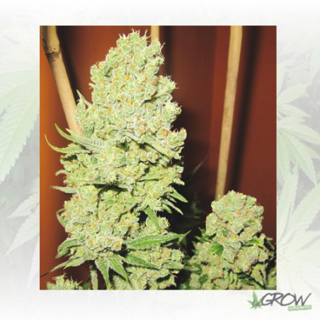 Channel + Medical Seeds - 5 Seeds