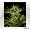 Cloud 9 Dinafem - 3 Seeds