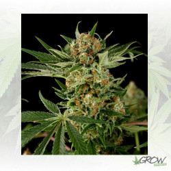 Cloud 9 Dinafem - 3 Seeds