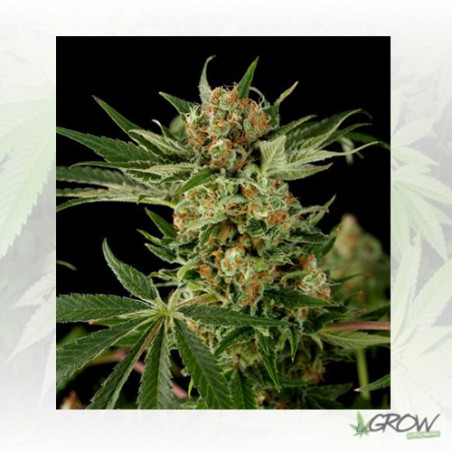 Cloud 9 Dinafem - 3 Seeds