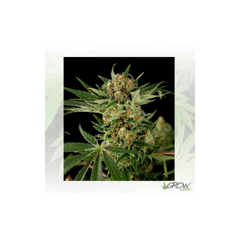 Cloud 9 Dinafem - 5 Seeds