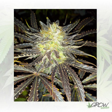 Auto Daiquiri Lime® Dutch Passion - 7 Seeds