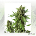 Auto Duck® Dutch Passion - 7 Seeds