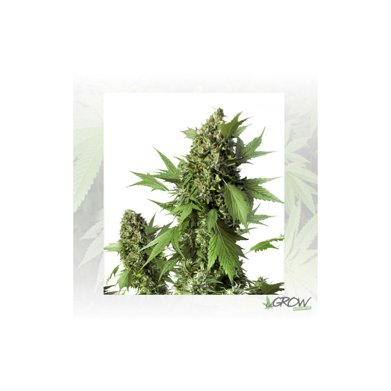 Auto Duck® Dutch Passion - 7 Seeds
