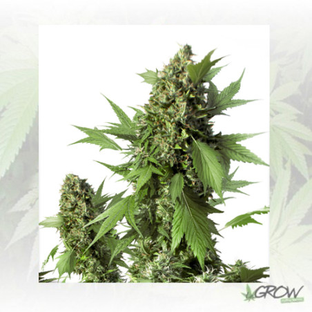 Auto Duck® Dutch Passion - 7 Seeds