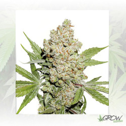 Auto Lemon Zkittle® Dutch Passion - 3 Seeds