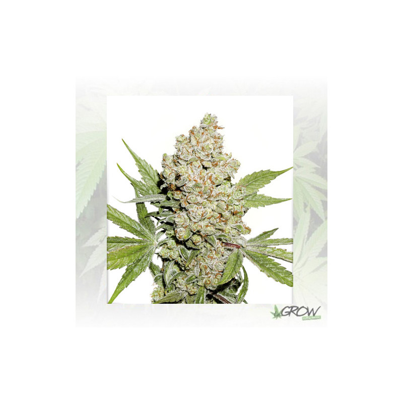 Auto Lemon Zkittle® Dutch Passion - 3 Seeds