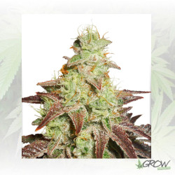 Auto Night Queen® Dutch Passion - 7 Seeds