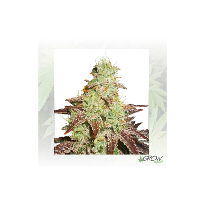 Auto Night Queen® Dutch Passion - 7 Seeds