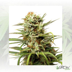 Auto White Widow® Dutch Passion - 3 Seeds
