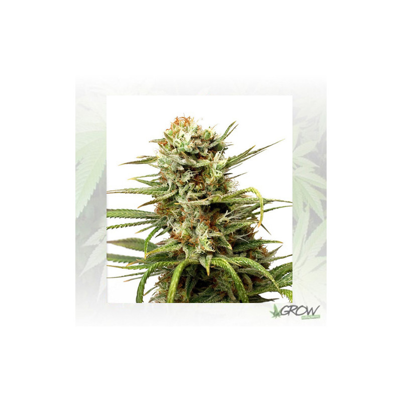 Auto White Widow® Dutch Passion - 3 Seeds