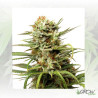 Auto White Widow® Dutch Passion - 3 Seeds
