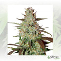 Blue Auto Mazar® Dutch Passion - 7 Seeds
