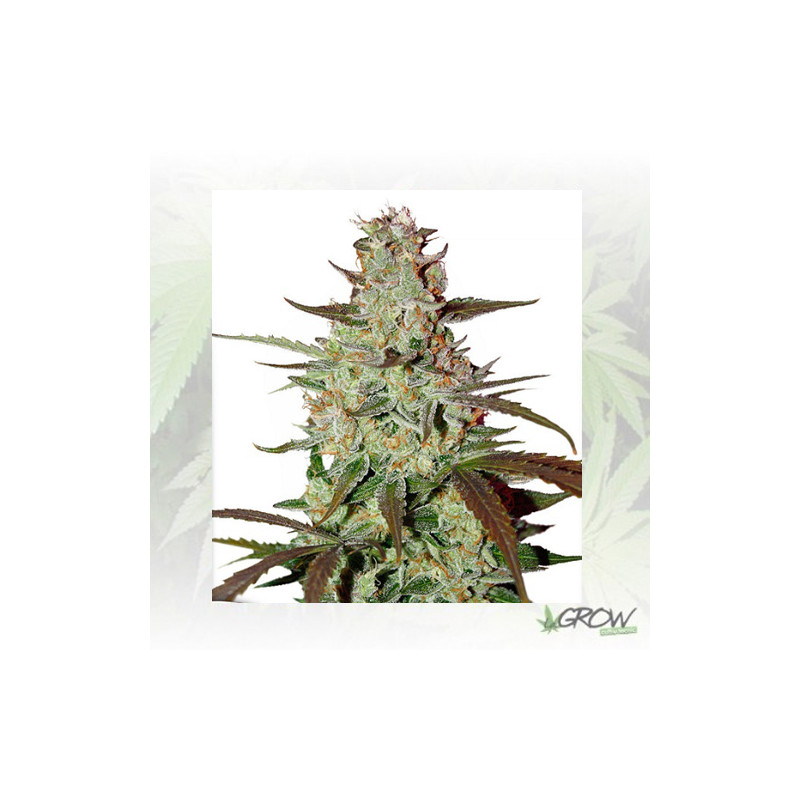 Blue Auto Mazar® Dutch Passion - 7 Seeds