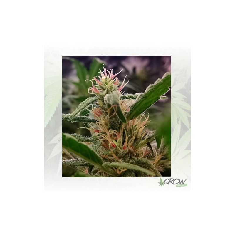 California Orange Dutch Passion - 10 Seeds