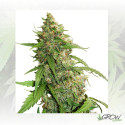 CBD Auto Compassion Lime® Dutch Passion - 3 Seeds