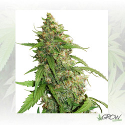 CBD Auto Compassion Lime® Dutch Passion - 3 Seeds