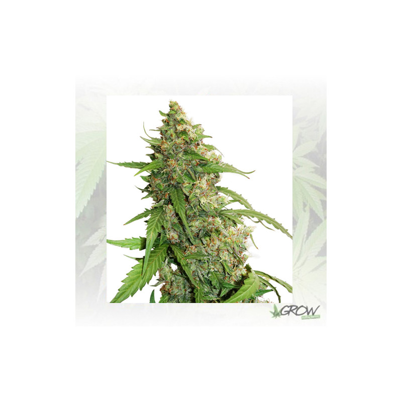 CBD Auto Compassion Lime® Dutch Passion - 3 Seeds