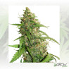 CBD Auto Compassion Lime® Dutch Passion - 3 Seeds
