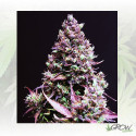 Cream Caramel Auto® Sweet Seeds - 3 Seeds
